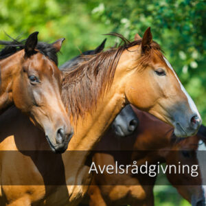 Avelsrådgivning