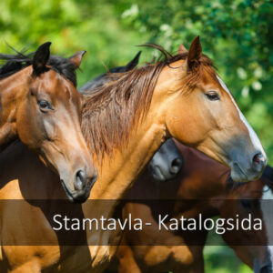Stamtavla/Katalogsida
